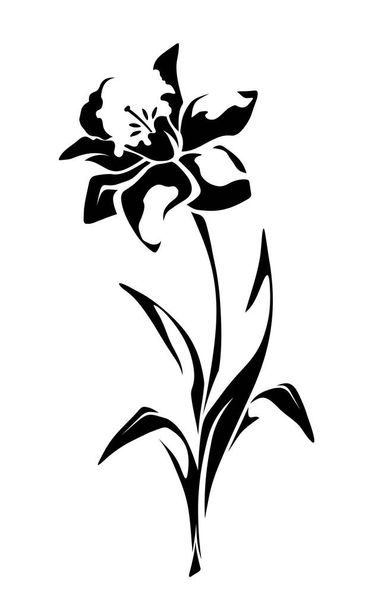 Narcissus flower. Vector black and white illustration isolated on white. - Wektor, obraz