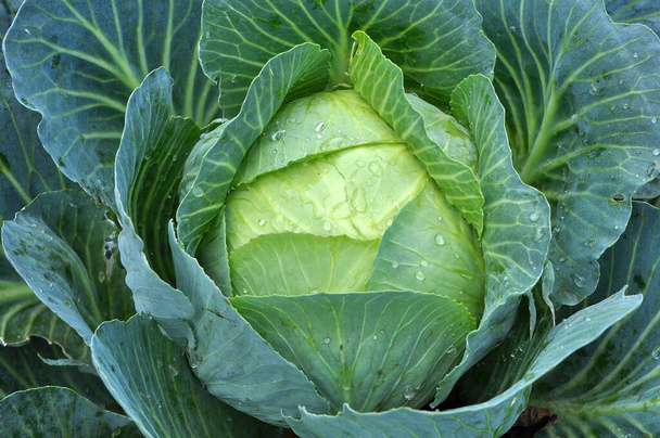 Cabbage grows in the organic open ground in the garden - Photo, Image