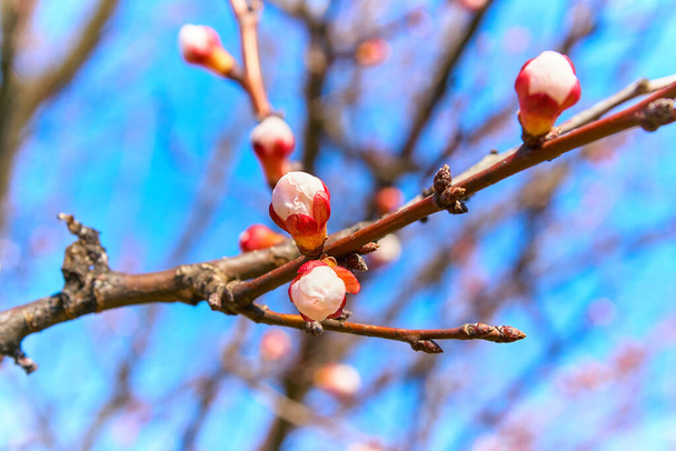 Young Apricot tree blooms in spring buds - Photo, Image