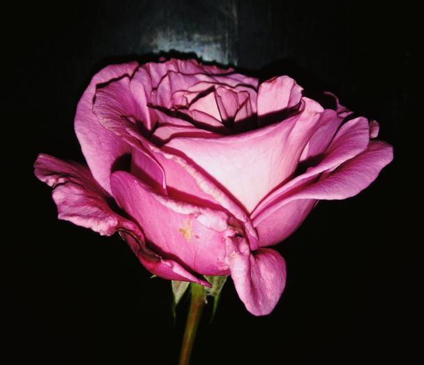 Öröm a gyönyörűségen elmélkedni. Ez az éjszaka szépsége, amikor a rózsaszín rózsa kivirágoztatta a lila szirmokat és belélegezte a parfüm finom illatát. Rejtélyes virág.. - Fotó, kép