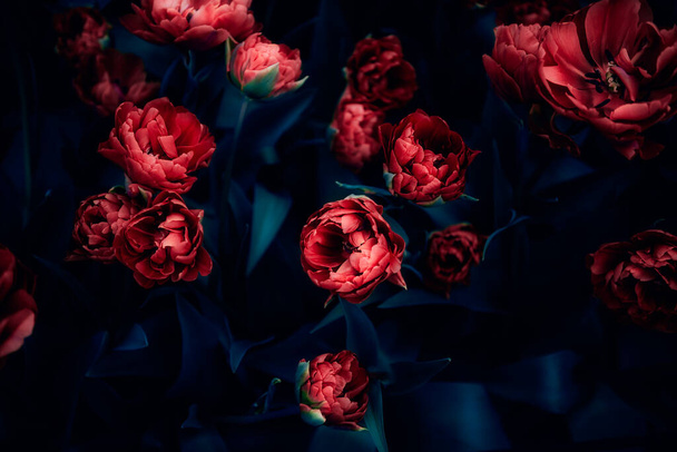 Клумби квітучих тюльпанів
 - Фото, зображення