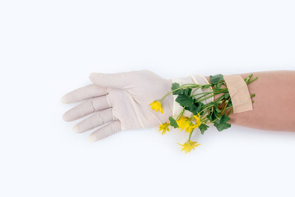 Fiori giallo primavera con toppa adesiva sulla mano con guanto medico bianco, sfondo bianco. Concetto di fine della malattia o pandemia
. - Foto, immagini