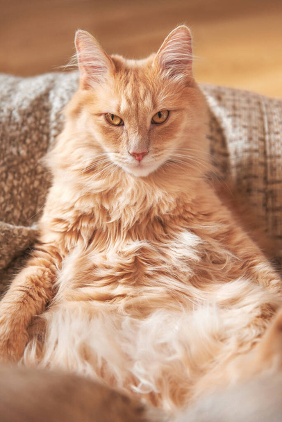 Kırmızı bir kedi koltukta uzanıyor ve tehditkar bir şekilde kameraya bakıyor. Bir evcil hayvan - Fotoğraf, Görsel