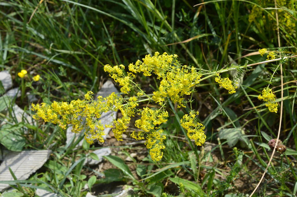 Galium verum, lady's bedstraw or yellow bedstraw low scrambling plant, leaves broad, shiny dark green, hairy underneath, flowers yellow and produced in dense clusters. - Photo, Image