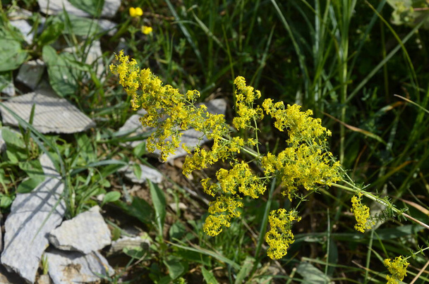 Galium verum, άχυρο της κυρίας ή κίτρινο άχυρο χαμηλό φυτό κρυπτογράφησης, φύλλα ευρύ, λαμπερό σκούρο πράσινο, τριχωτό από κάτω, λουλούδια κίτρινο και παράγεται σε πυκνές συστάδες. - Φωτογραφία, εικόνα