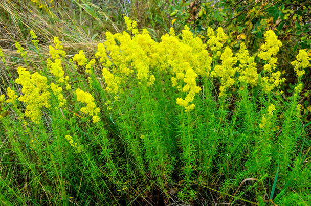 Galium verum, άχυρο της κυρίας ή κίτρινο άχυρο χαμηλό φυτό κρυπτογράφησης, φύλλα ευρύ, λαμπερό σκούρο πράσινο, τριχωτό από κάτω, λουλούδια κίτρινο και παράγεται σε πυκνές συστάδες. - Φωτογραφία, εικόνα