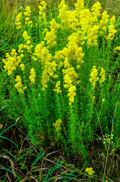 バリウム、女性のベッドストローまたは黄色のベッドストロー低スクランブル植物、広い葉、光沢のある濃い緑、毛深い下、花黄色、高密度クラスターで生産. - 写真・画像