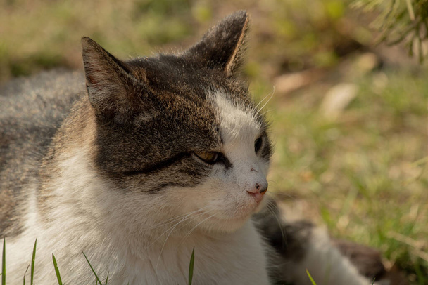 Egy fehér pöttyös macska ül a kerítésen. Macska, séta, utca, tavasz. Tavasz a macskákban. napos nappal Fehér macska a kerítésen. Fehér-szürke macska az utcán. - Fotó, kép