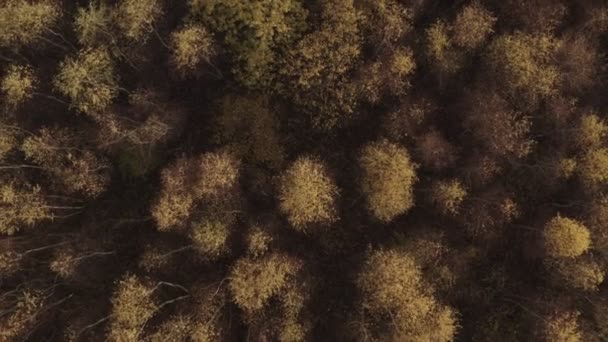 Ősz, arany nyírfa erdő fentről. Légi felvétel. Arany fény és levelek. Aerial, drone footage, top view, UHD, 4k, nincs hang, babakocsi ki, valós idejű. - Felvétel, videó