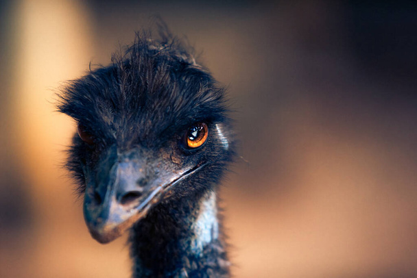 Acercamiento de un pájaro emú con ojos naranjas ardientes mirando directamente. Profundidad superficial del campo
.  - Foto, imagen