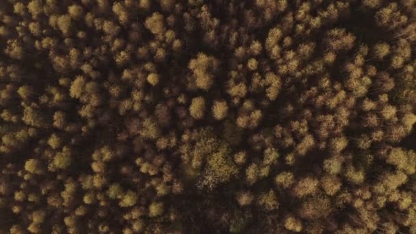 Sonbahar, altın huş ağacı ormanı yukarıdan. Hava görüntüsü. Altın ışık ve yapraklar. Hava, insansız hava aracı görüntüleri, üst görünüm, UHD, 4k, ses yok, doli döndürme, gerçek zamanlı. - Video, Çekim