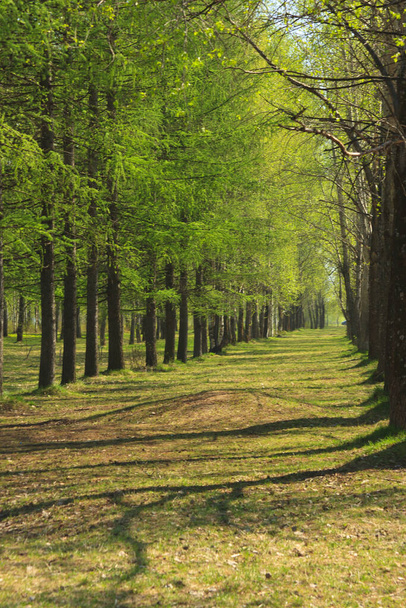 schludne rzędy jodłowych drzew wiosną - Zdjęcie, obraz