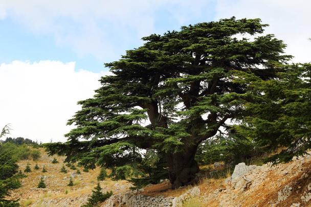 Klidná krajina Cedrového lesa Barouk v Libanonu. - Fotografie, Obrázek