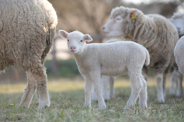 ile de France rasa owiec - Zdjęcie, obraz