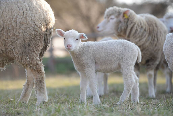 ile de France rasa owiec - Zdjęcie, obraz