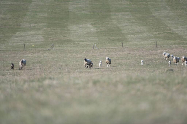 イル・ド・フランス羊の品種 - 写真・画像