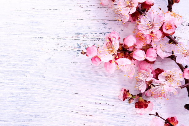 Belo ramo de flor de damasco rosa em uma superfície de madeira branca. Símbolo do Ano Novo Chinês
. - Foto, Imagem