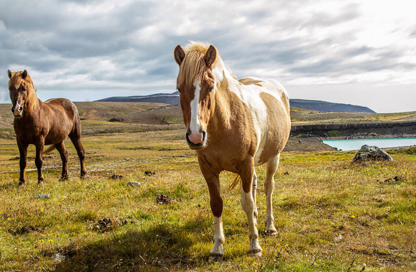 Izlandi lovak a vadonban - Fotó, kép