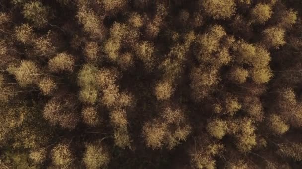 Ősz, arany nyírfa erdő fentről. Légi felvétel. Arany fény és levelek. Aerial, drone footage, top view, UHD, 4k, nincs hang, dolly, valós idejű. - Felvétel, videó