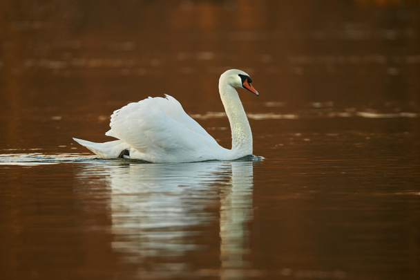 Beautiful mute swan (Cygnus olor) swims at dawn in the river waters. - Photo, Image