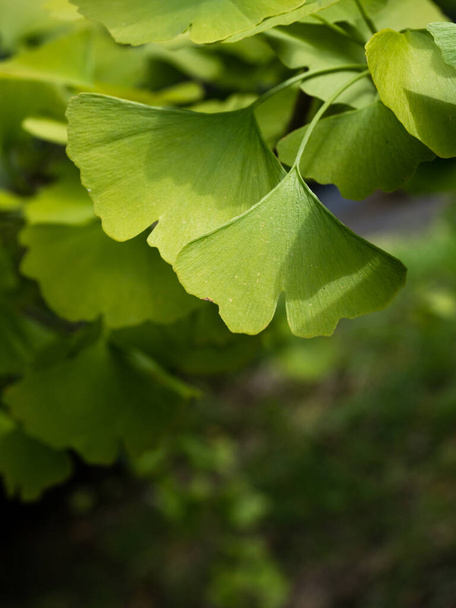 Colpo da vicino di foglie di gingko biloba verdi su un ramo
 - Foto, immagini
