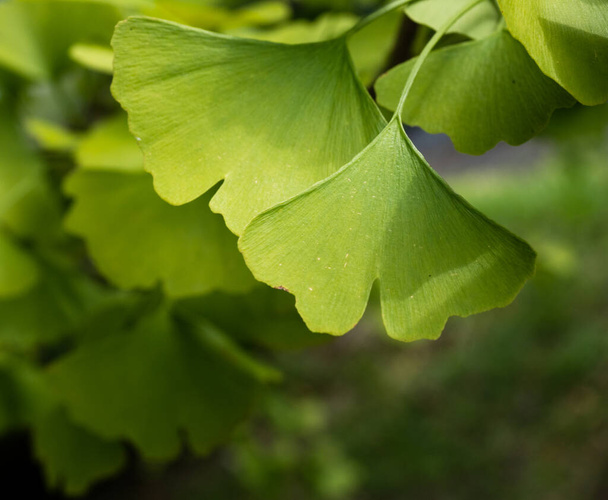 Primer plano de hojas de gingko biloba verde en una rama
 - Foto, imagen