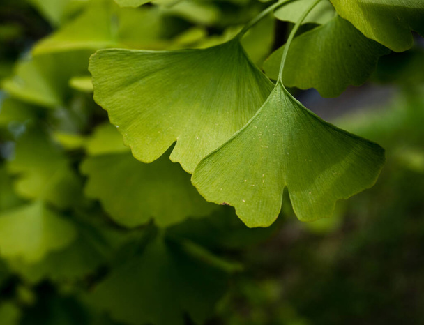 Zblízka záběr zelené gingko biloba listy na větvi - Fotografie, Obrázek