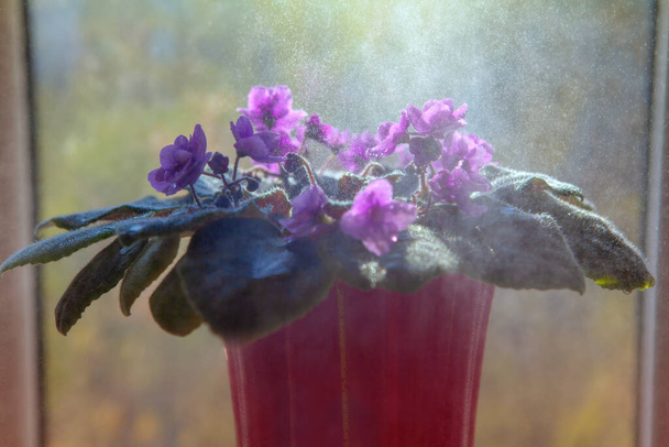 água salpicando sobre o vaso com violetas
 - Foto, Imagem