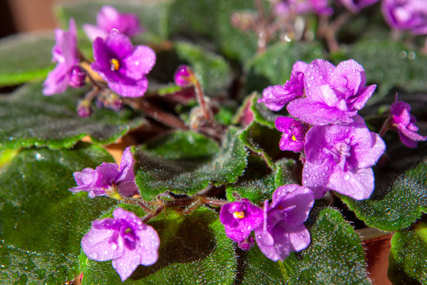 flores violetas con gotas de agua en las hojas
 - Foto, Imagen