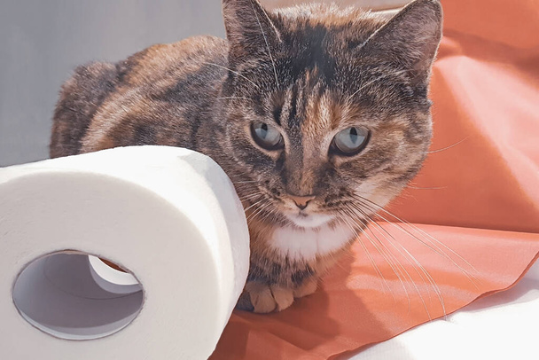 Gestreifte Katze und Toilettenpapierrolle. Selektiver Fokus und getöntes Image. - Foto, Bild