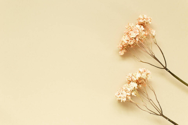 Fiore di ortensia rosa essiccato su sfondo beige. Composizione floreale, disposizione piatta, vista dall'alto, spazio di copia
 - Foto, immagini