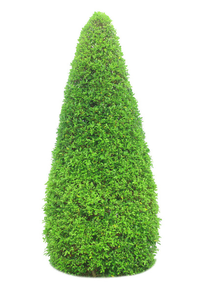 Bush or shrub isolated on white background with clipping paths for garden design. - Photo, Image