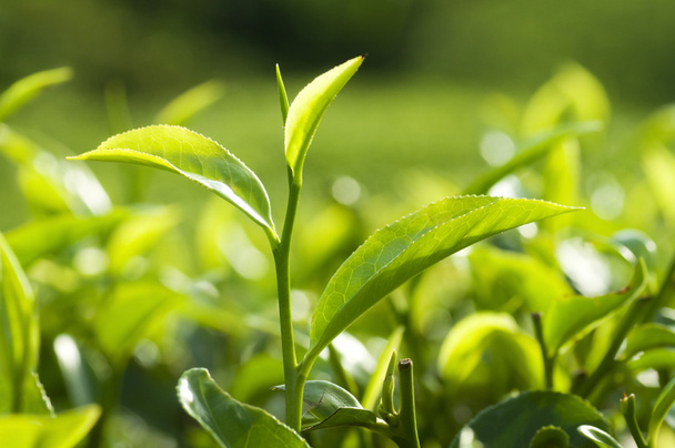 Tea Leaves - Foto, Bild