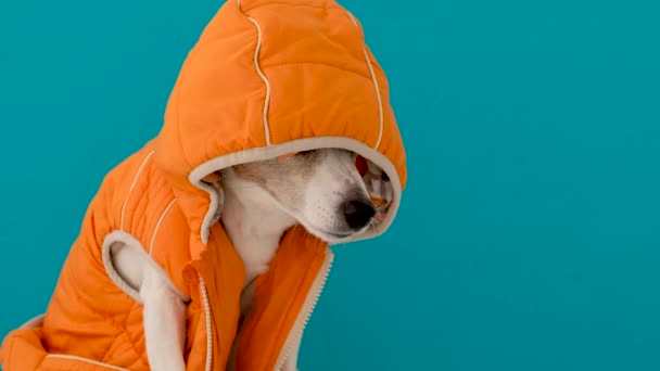Funny dog in hooded waistcoat - Footage, Video