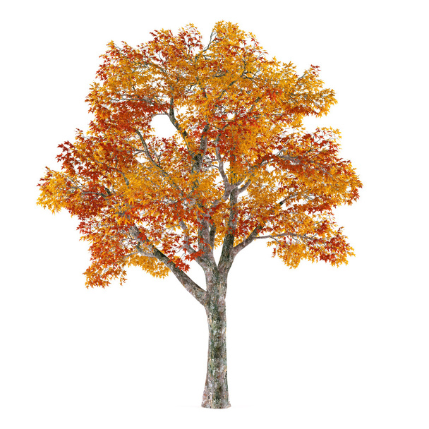 Осеннее дерево изолировано. Платан
 - Фото, изображение