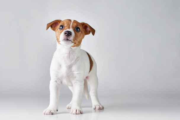 Jack Russel terrier puppy dog on gray background - Photo, Image