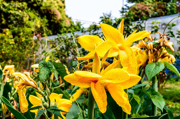 Κίτρινο απαλό χρώμα Κρίνος Calla Arum-κρίνο, ποώδη πολυετή ανθοφόρα φυτά Daisy σε πλήρη άνθιση το καλοκαίρι. Αρωματικά λεμονί κίτρινα λουλούδια στις άκρες των κλαδιών στον κήπο με τα λουλούδια στα τέλη της άνοιξης έως τα μέσα του φθινοπώρου. - Φωτογραφία, εικόνα
