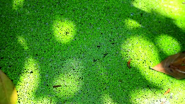 木陰の雑草の上の乾燥した葉や日光 - 映像、動画