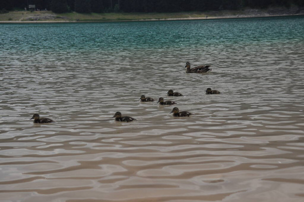 Una familia de ánades reales flotando en el agua, madre con polluelos. Lago negro en las montañas Durmitor cerca de Zabljak. Un hermoso lugar en Montenegro
 - Foto, Imagen