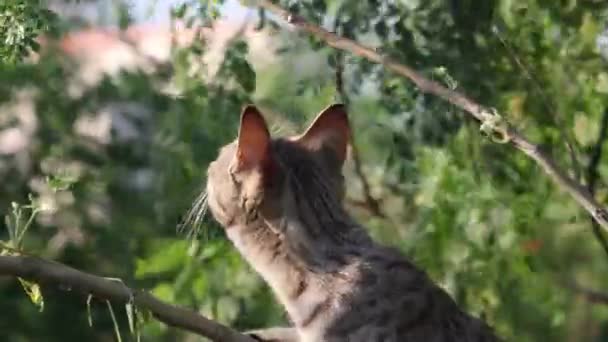 γάτα που παρακολουθεί κυνήγι στο δέντρο - Πλάνα, βίντεο