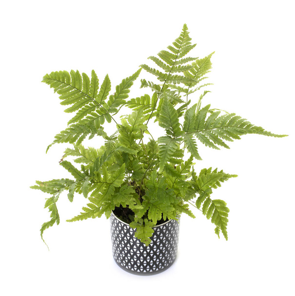 fern in pot in front of white background - Photo, Image