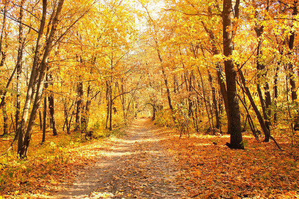 Temporada de otoño. Hermoso paisaje con carretera en bosque de otoño. Árboles de arces con hojas amarillas y naranjas y sendero en el bosque en un día soleado
 - Foto, Imagen