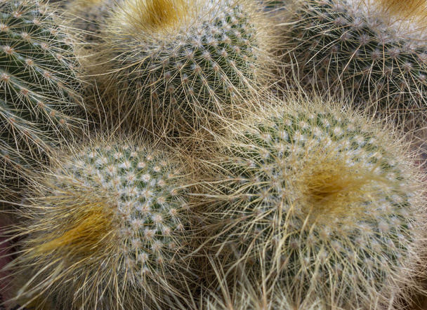 primo piano scatto full frame di alcuni cactus appuntiti
 - Foto, immagini