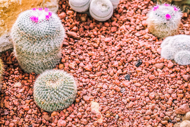 Cactus in de landbouwtuin met bodem achtergrond - Foto, afbeelding