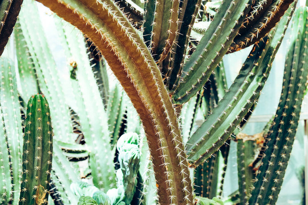 pitkä kaktus zoom tarkennettuna
 - Valokuva, kuva