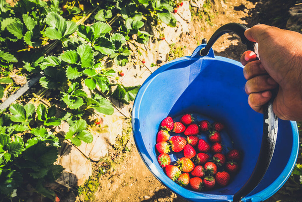 jahody v košíku s visící rukou - Fotografie, Obrázek