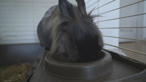 Concept of pets. Cute decorative rabbit in the aviary - Footage, Video