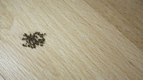Мертві мурахи на підлозі
.  - Фото, зображення