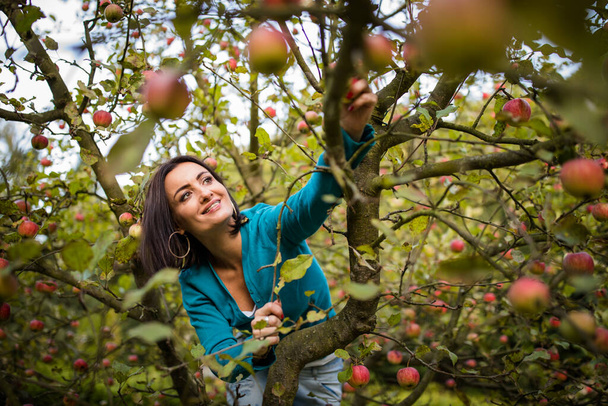 Jovem bonita colhendo maçãs em um pomar se divertindo colhendo os frutos maduros do trabalho de sua família (cor tonificada imagem
) - Foto, Imagem