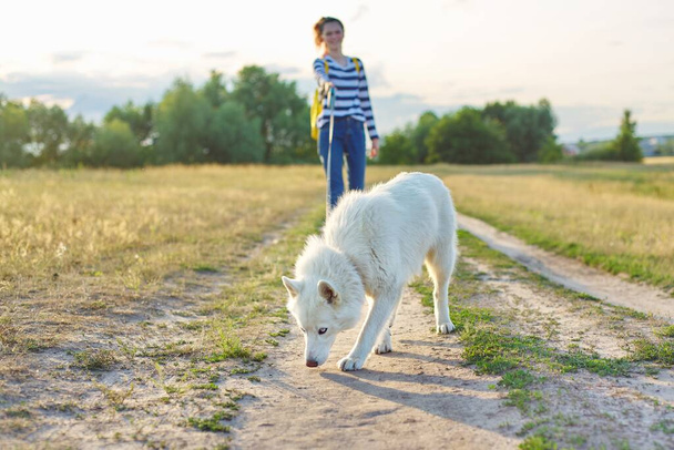 Close-up cão husky branco na estrada do campo, menina andando com animal de estimação
 - Foto, Imagem